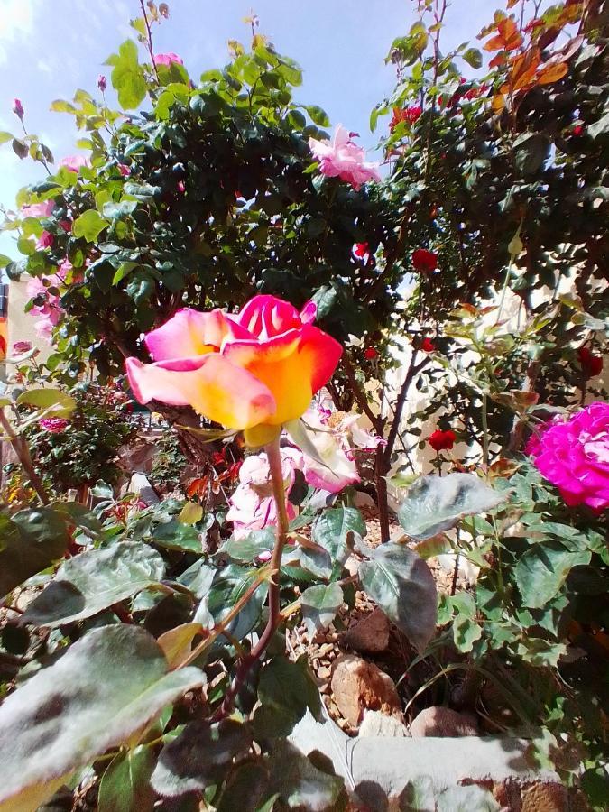 Las/Rosas Orgaz Kültér fotó